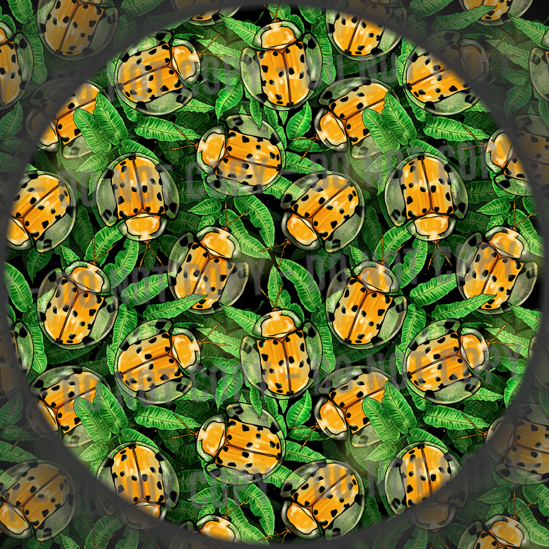 Spotted Tortoise Beetle