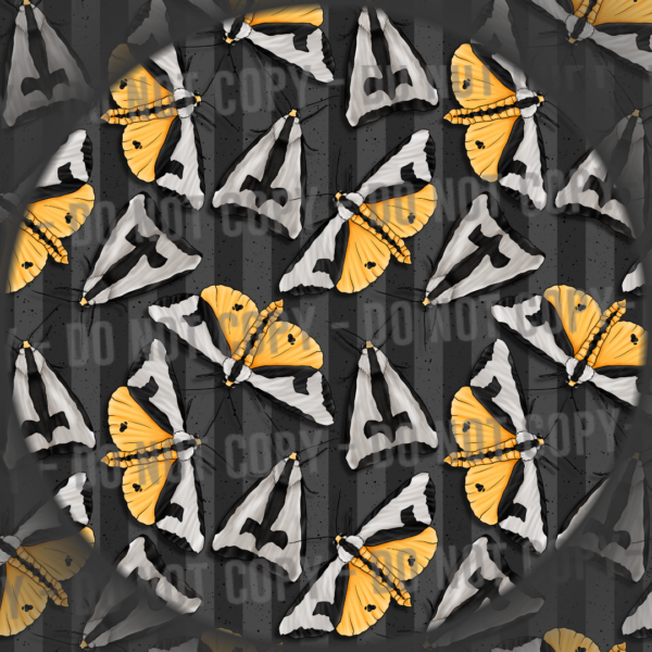 Clymene Moth - 3